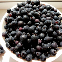 Ирга ольхолистная СЕВЕРНЫЙ ПОЛЮС (Россия) Ирга ольхолистная СЕВЕРНЫЙ ПОЛЮС (Россия)