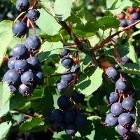 Ирга ольхолистная СЛЕЙТ ("Sleyt", Канада) Ирга ольхолистная СЛЕЙТ ("Sleyt", Канада)