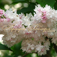 Сирень КРАСАВИЦА МОСКВЫ Сирень КРАСАВИЦА МОСКВЫ