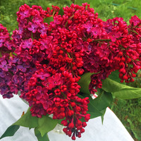 Сирень КРАСНАЯ МОСКВА Сирень КРАСНАЯ МОСКВА