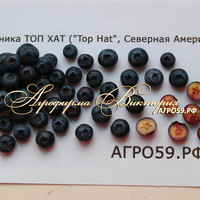 Черника ТОП ХАТ ("Top Hat", Северная Америка) (КРУПНОМЕР! ОГРОМНЫЙ КУСТ, В ПЛОДОНОШЕНИЕ ВСТУПАЕТ НА СЛЕДУЮЩИЙ ГОД ПОСЛЕ ПОСАДКИ Черника ТОП ХАТ ("Top Hat", Северная Америка) (КРУПНОМЕР! ОГРОМНЫЙ КУСТ, В ПЛОДОНОШЕНИЕ ВСТУПАЕТ НА СЛЕДУЮЩИЙ ГОД ПОСЛЕ ПОСАДКИ