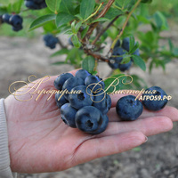 Голубика КАЗ ПЛИШКА ("Kaz Pliszka", Польша) (КРУПНОМЕР! ОГРОМНЫЙ КУСТ, В ПЛОДОНОШЕНИЕ ВСТУПАЕТ НА СЛЕДУЮЩИЙ ГОД ПОСЛЕ ПОСАДКИ Голубика КАЗ ПЛИШКА ("Kaz Pliszka", Польша) (КРУПНОМЕР! ОГРОМНЫЙ КУСТ, В ПЛОДОНОШЕНИЕ ВСТУПАЕТ НА СЛЕДУЮЩИЙ ГОД ПОСЛЕ ПОСАДКИ