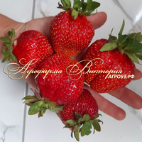 Земклуника ДАР (КРУПНОМЕР! ОГРОМНЫЙ КУСТ, УРОЖАЙ В ГОД ПОСАДКИ) Земклуника ДАР (КРУПНОМЕР! ОГРОМНЫЙ КУСТ, УРОЖАЙ В ГОД ПОСАДКИ)