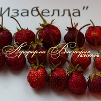 Земклуника ИЗАБЕЛЛА (КРУПНОМЕР! ОГРОМНЫЙ КУСТ, УРОЖАЙ В ГОД ПОСАДКИ) Земклуника ИЗАБЕЛЛА (КРУПНОМЕР! ОГРОМНЫЙ КУСТ, УРОЖАЙ В ГОД ПОСАДКИ)