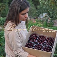 Вишня ШОКОЛАДНИЦА (Россия, Орёл) (КРУПНОМЕР! КРУПНОЕ, МОЩНОЕ ДЕРЕВО, ЦВЕТЁТ В ГОД ПОСАДКИ, ЧАСТО И ПЛОДОНОСИТ В ГОД ПОСАДКИ!) Вишня ШОКОЛАДНИЦА (Россия, Орёл) (КРУПНОМЕР! КРУПНОЕ, МОЩНОЕ ДЕРЕВО, ЦВЕТЁТ В ГОД ПОСАДКИ, ЧАСТО И ПЛОДОНОСИТ В ГОД ПОСАДКИ!)