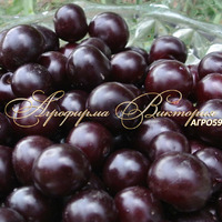 Вишня УРАЛЬСКАЯ ЧЕРЕШЕНКА (Россия, Челябинск) (КРУПНОМЕР! КРУПНОЕ, МОЩНОЕ ДЕРЕВО, ЦВЕТЁТ В ГОД ПОСАДКИ, ЧАСТО И ПЛОДОНОСИТ В ГОД ПОСАДКИ!) Вишня УРАЛЬСКАЯ ЧЕРЕШЕНКА (Россия, Челябинск) (КРУПНОМЕР! КРУПНОЕ, МОЩНОЕ ДЕРЕВО, ЦВЕТЁТ В ГОД ПОСАДКИ, ЧАСТО И ПЛОДОНОСИТ В ГОД ПОСАДКИ!)