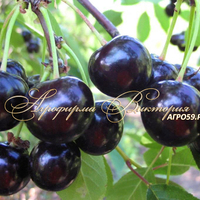 Вишня НОЧКА (Россия, Орёл) (КРУПНОМЕР! КРУПНОЕ, МОЩНОЕ ДЕРЕВО, ЦВЕТЁТ В ГОД ПОСАДКИ, ЧАСТО И ПЛОДОНОСИТ В ГОД ПОСАДКИ!) Вишня НОЧКА (Россия, Орёл) (КРУПНОМЕР! КРУПНОЕ, МОЩНОЕ ДЕРЕВО, ЦВЕТЁТ В ГОД ПОСАДКИ, ЧАСТО И ПЛОДОНОСИТ В ГОД ПОСАДКИ!)