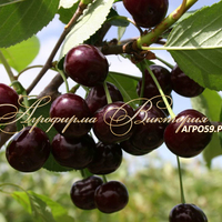 Вишня НОРД СТАР (США) (КРУПНОМЕР! КРУПНОЕ, МОЩНОЕ ДЕРЕВО, ЦВЕТЁТ В ГОД ПОСАДКИ, ЧАСТО И ПЛОДОНОСИТ В ГОД ПОСАДКИ!) Вишня НОРД СТАР (США) (КРУПНОМЕР! КРУПНОЕ, МОЩНОЕ ДЕРЕВО, ЦВЕТЁТ В ГОД ПОСАДКИ, ЧАСТО И ПЛОДОНОСИТ В ГОД ПОСАДКИ!)