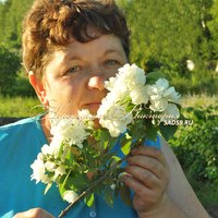 Чубушник Арктика (КРУПНОМЕР! ОГРОМНЫЙ КУСТ, ЦВЕТЁТ В ГОД ПОСАДКИ) Чубушник Арктика (КРУПНОМЕР! ОГРОМНЫЙ КУСТ, ЦВЕТЁТ В ГОД ПОСАДКИ)