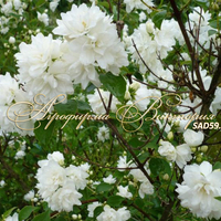 Чубушник Снежная буря (КРУПНОМЕР! ОГРОМНЫЙ КУСТ, ЦВЕТЁТ В ГОД ПОСАДКИ) Чубушник Снежная буря (КРУПНОМЕР! ОГРОМНЫЙ КУСТ, ЦВЕТЁТ В ГОД ПОСАДКИ)