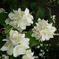 Чубушник Эльбрус (КРУПНОМЕР! ОГРОМНЫЙ КУСТ, ЦВЕТЁТ В ГОД ПОСАДКИ) Чубушник Эльбрус (КРУПНОМЕР! ОГРОМНЫЙ КУСТ, ЦВЕТЁТ В ГОД ПОСАДКИ)