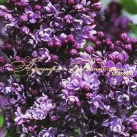 Сирень ПАВЛИНКА Сирень ПАВЛИНКА