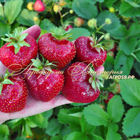 Клубника РОЗОВЫЙ ФЛАМИНГО (КРУПНОМЕР! ОГРОМНЫЙ КУСТ, УРОЖАЙ В ГОД ПОСАДКИ) Клубника РОЗОВЫЙ ФЛАМИНГО (КРУПНОМЕР! ОГРОМНЫЙ КУСТ, УРОЖАЙ В ГОД ПОСАДКИ)