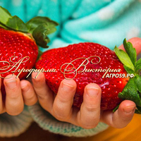 Клубника ЧЕНДЛЕР (КРУПНОМЕР! ОГРОМНЫЙ КУСТ, УРОЖАЙ В ГОД ПОСАДКИ) Клубника ЧЕНДЛЕР (КРУПНОМЕР! ОГРОМНЫЙ КУСТ, УРОЖАЙ В ГОД ПОСАДКИ)