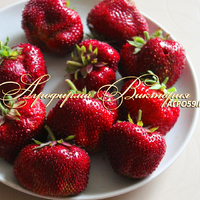 Клубника ХАТТИ (КРУПНОМЕР! ОГРОМНЫЙ КУСТ, УРОЖАЙ В ГОД ПОСАДКИ) Клубника ХАТТИ (КРУПНОМЕР! ОГРОМНЫЙ КУСТ, УРОЖАЙ В ГОД ПОСАДКИ)