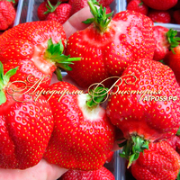 Клубника МАДАМ МУТО (КРУПНОМЕР! ОГРОМНЫЙ КУСТ, УРОЖАЙ В ГОД ПОСАДКИ) Клубника МАДАМ МУТО (КРУПНОМЕР! ОГРОМНЫЙ КУСТ, УРОЖАЙ В ГОД ПОСАДКИ)