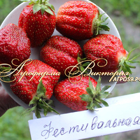 Клубника ФЕСТИВАЛЬНАЯ (КРУПНОМЕР! ОГРОМНЫЙ КУСТ, УРОЖАЙ В ГОД ПОСАДКИ) Клубника ФЕСТИВАЛЬНАЯ (КРУПНОМЕР! ОГРОМНЫЙ КУСТ, УРОЖАЙ В ГОД ПОСАДКИ)