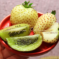 Клубника БЕЛЫЙ ШВЕД (КРУПНОМЕР! ОГРОМНЫЙ КУСТ, УРОЖАЙ В ГОД ПОСАДКИ) Клубника БЕЛЫЙ ШВЕД (КРУПНОМЕР! ОГРОМНЫЙ КУСТ, УРОЖАЙ В ГОД ПОСАДКИ)