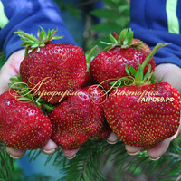 Клубника МАКСИМ (КРУПНОМЕР! ОГРОМНЫЙ КУСТ, УРОЖАЙ В ГОД ПОСАДКИ) Клубника МАКСИМ (КРУПНОМЕР! ОГРОМНЫЙ КУСТ, УРОЖАЙ В ГОД ПОСАДКИ)