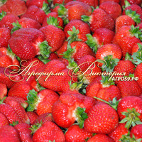 Клубника ФУСАНОКА (КРУПНОМЕР! ОГРОМНЫЙ КУСТ, УРОЖАЙ В ГОД ПОСАДКИ) Клубника ФУСАНОКА (КРУПНОМЕР! ОГРОМНЫЙ КУСТ, УРОЖАЙ В ГОД ПОСАДКИ)
