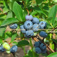 Голубика ХАННА ЧОЙС ("Hanna’s Choice", США) (КРУПНОМЕР! ОГРОМНЫЙ КУСТ, В ПЛОДОНОШЕНИЕ ВСТУПАЕТ НА СЛЕДУЮЩИЙ ГОД ПОСЛЕ ПОСАДКИ Голубика ХАННА ЧОЙС ("Hanna’s Choice", США) (КРУПНОМЕР! ОГРОМНЫЙ КУСТ, В ПЛОДОНОШЕНИЕ ВСТУПАЕТ НА СЛЕДУЮЩИЙ ГОД ПОСЛЕ ПОСАДКИ