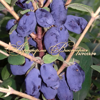 Жимолость БЛУ ТРЕЖЕ ("Blue Treasure" - "Голубое Сокровище", Канада) (КРУПНОМЕР! ОГРОМНЫЙ КУСТ, УРОЖАЙ В ГОД ПОСАДКИ) Жимолость БЛУ ТРЕЖЕ ("Blue Treasure" - "Голубое Сокровище", Канада) (КРУПНОМЕР! ОГРОМНЫЙ КУСТ, УРОЖАЙ В ГОД ПОСАДКИ)