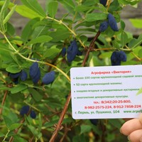 Жимолость ХОНЕЙ БИ ("Honey Bee" - "Медоносная Пчела", Канада) (КРУПНОМЕР! ОГРОМНЫЙ КУСТ, УРОЖАЙ В ГОД ПОСАДКИ) Жимолость ХОНЕЙ БИ ("Honey Bee" - "Медоносная Пчела", Канада) (КРУПНОМЕР! ОГРОМНЫЙ КУСТ, УРОЖАЙ В ГОД ПОСАДКИ)