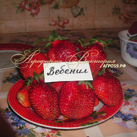 Клубника ВЕБЕНИЛ (КРУПНОМЕР! ОГРОМНЫЙ КУСТ, УРОЖАЙ В ГОД ПОСАДКИ) Клубника ВЕБЕНИЛ (КРУПНОМЕР! ОГРОМНЫЙ КУСТ, УРОЖАЙ В ГОД ПОСАДКИ)