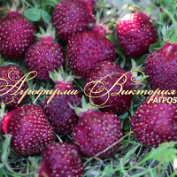 Клубника ПУРПУРНОЕ ЧУДО (КРУПНОМЕР! ОГРОМНЫЙ КУСТ, УРОЖАЙ В ГОД ПОСАДКИ) Клубника ПУРПУРНОЕ ЧУДО (КРУПНОМЕР! ОГРОМНЫЙ КУСТ, УРОЖАЙ В ГОД ПОСАДКИ)