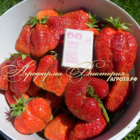 Клубника ГРЕБЕШОК (КРУПНОМЕР! ОГРОМНЫЙ КУСТ, УРОЖАЙ В ГОД ПОСАДКИ) Клубника ГРЕБЕШОК (КРУПНОМЕР! ОГРОМНЫЙ КУСТ, УРОЖАЙ В ГОД ПОСАДКИ)