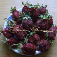 Клубника ФЕЙЕРВЕРК (КРУПНОМЕР! ОГРОМНЫЙ КУСТ, УРОЖАЙ В ГОД ПОСАДКИ) Клубника ФЕЙЕРВЕРК (КРУПНОМЕР! ОГРОМНЫЙ КУСТ, УРОЖАЙ В ГОД ПОСАДКИ)