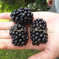 Ежевика ТРИПЛ КРАУН ("Triple Crown", "Тройная корона", США) (КРУПНОМЕР! ОГРОМНЫЙ КУСТ, УРОЖАЙ В ГОД ПОСАДКИ) Ежевика ТРИПЛ КРАУН ("Triple Crown", "Тройная корона", США) (КРУПНОМЕР! ОГРОМНЫЙ КУСТ, УРОЖАЙ В ГОД ПОСАДКИ)