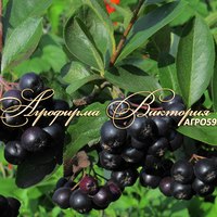 Арония (рябина черноплодная) сорт ЧЕРНАЯ ЖЕМЧУЖИНА (Россия) Арония (рябина черноплодная) сорт ЧЕРНАЯ ЖЕМЧУЖИНА (Россия)