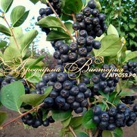 Арония (рябина черноплодная) сорт ЧЕРНООКАЯ (Россия) Арония (рябина черноплодная) сорт ЧЕРНООКАЯ (Россия)