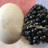 Ежевика АРАПАХО ("Arapaho", США) (КРУПНОМЕР! ОГРОМНЫЙ КУСТ, УРОЖАЙ В ГОД ПОСАДКИ) Ежевика АРАПАХО ("Arapaho", США) (КРУПНОМЕР! ОГРОМНЫЙ КУСТ, УРОЖАЙ В ГОД ПОСАДКИ)