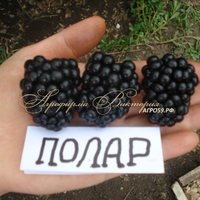 Ежевика ПОЛАР ("Polar", Польша) (КРУПНОМЕР! ОГРОМНЫЙ КУСТ, УРОЖАЙ В ГОД ПОСАДКИ) Ежевика ПОЛАР ("Polar", Польша) (КРУПНОМЕР! ОГРОМНЫЙ КУСТ, УРОЖАЙ В ГОД ПОСАДКИ)