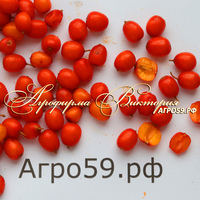 Облепиха "ПОДАРОК САДУ" (БЕЗ КОЛЮЧЕК) (КРУПНОМЕР! КРУПНОЕ, МОЩНОЕ ДЕРЕВО, ЦВЕТЁТ В ГОД ПОСАДКИ, ЧАСТО И ПЛОДОНОСИТ В ГОД ПОСАДКИ!) Облепиха "ПОДАРОК САДУ" (БЕЗ КОЛЮЧЕК) (КРУПНОМЕР! КРУПНОЕ, МОЩНОЕ ДЕРЕВО, ЦВЕТЁТ В ГОД ПОСАДКИ, ЧАСТО И ПЛОДОНОСИТ В ГОД ПОСАДКИ!)