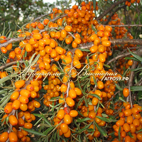 Облепиха "АЛТАЙСКАЯ" (БЕЗ КОЛЮЧЕК) (КРУПНОМЕР! КРУПНОЕ, МОЩНОЕ ДЕРЕВО, ЦВЕТЁТ В ГОД ПОСАДКИ, ЧАСТО И ПЛОДОНОСИТ В ГОД ПОСАДКИ!) Облепиха "АЛТАЙСКАЯ" (БЕЗ КОЛЮЧЕК) (КРУПНОМЕР! КРУПНОЕ, МОЩНОЕ ДЕРЕВО, ЦВЕТЁТ В ГОД ПОСАДКИ, ЧАСТО И ПЛОДОНОСИТ В ГОД ПОСАДКИ!)