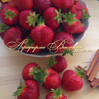 Клубника АЛЬФА ЦЕНТАВРА (КРУПНОМЕР! ОГРОМНЫЙ КУСТ, УРОЖАЙ В ГОД ПОСАДКИ) Клубника АЛЬФА ЦЕНТАВРА (КРУПНОМЕР! ОГРОМНЫЙ КУСТ, УРОЖАЙ В ГОД ПОСАДКИ)