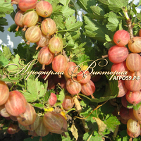 Крыжовник бесшипный КОНФЕТНЫЙ (Россия, Челябинск) (КРУПНОМЕР! ОГРОМНЫЙ КУСТ, УРОЖАЙ В ГОД ПОСАДКИ) Крыжовник бесшипный КОНФЕТНЫЙ (Россия, Челябинск) (КРУПНОМЕР! ОГРОМНЫЙ КУСТ, УРОЖАЙ В ГОД ПОСАДКИ)