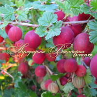 Крыжовник бесшипный ЛЕДЕНЕЦ (Россия, Барнаул) (КРУПНОМЕР! ОГРОМНЫЙ КУСТ, УРОЖАЙ В ГОД ПОСАДКИ) Крыжовник бесшипный ЛЕДЕНЕЦ (Россия, Барнаул) (КРУПНОМЕР! ОГРОМНЫЙ КУСТ, УРОЖАЙ В ГОД ПОСАДКИ)