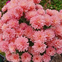Хризантема корейская "ПЕРСИКОВАЯ" (КРУПНОМЕР! СФОРМИРОВАННЫЙ МОЩНЫЙ КУСТ, ЧАЩЕ ВСЕГО ОТПРАВЛЯЕМ КУСТЫ УЖЕ С БУТОНАМИ) Хризантема корейская "ПЕРСИКОВАЯ" (КРУПНОМЕР! СФОРМИРОВАННЫЙ МОЩНЫЙ КУСТ, ЧАЩЕ ВСЕГО ОТПРАВЛЯЕМ КУСТЫ УЖЕ С БУТОНАМИ)
