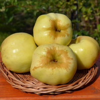 Яблоня "АНТОНОВКА" (КРУПНОМЕР! КРУПНОЕ, МОЩНОЕ ДЕРЕВО, ЦВЕТЁТ В ГОД ПОСАДКИ, ЧАСТО И ПЛОДОНОСИТ В ГОД ПОСАДКИ) Яблоня "АНТОНОВКА" (КРУПНОМЕР! КРУПНОЕ, МОЩНОЕ ДЕРЕВО, ЦВЕТЁТ В ГОД ПОСАДКИ, ЧАСТО И ПЛОДОНОСИТ В ГОД ПОСАДКИ)