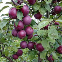 Яблоня "ЧЕРНЫЙ ПРИНЦ" (КРУПНОМЕР! КРУПНОЕ, МОЩНОЕ ДЕРЕВО, ЦВЕТЁТ В ГОД ПОСАДКИ, ЧАСТО И ПЛОДОНОСИТ В ГОД ПОСАДКИ) Яблоня "ЧЕРНЫЙ ПРИНЦ" (КРУПНОМЕР! КРУПНОЕ, МОЩНОЕ ДЕРЕВО, ЦВЕТЁТ В ГОД ПОСАДКИ, ЧАСТО И ПЛОДОНОСИТ В ГОД ПОСАДКИ)