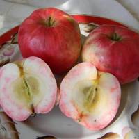 Яблоня "ВНУЧКИНО" (КРУПНОМЕР! КРУПНОЕ, МОЩНОЕ ДЕРЕВО, ЦВЕТЁТ В ГОД ПОСАДКИ, ЧАСТО И ПЛОДОНОСИТ В ГОД ПОСАДКИ) Яблоня "ВНУЧКИНО" (КРУПНОМЕР! КРУПНОЕ, МОЩНОЕ ДЕРЕВО, ЦВЕТЁТ В ГОД ПОСАДКИ, ЧАСТО И ПЛОДОНОСИТ В ГОД ПОСАДКИ)