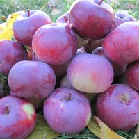 Яблоня "АНТЕЙ" (КРУПНОМЕР! КРУПНОЕ, МОЩНОЕ ДЕРЕВО, ЦВЕТЁТ В ГОД ПОСАДКИ, ЧАСТО И ПЛОДОНОСИТ В ГОД ПОСАДКИ) Яблоня "АНТЕЙ" (КРУПНОМЕР! КРУПНОЕ, МОЩНОЕ ДЕРЕВО, ЦВЕТЁТ В ГОД ПОСАДКИ, ЧАСТО И ПЛОДОНОСИТ В ГОД ПОСАДКИ)