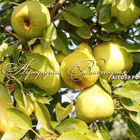 Груша "ДОБРЯНКА" (КРУПНОМЕР! КРУПНОЕ, МОЩНОЕ ДЕРЕВО, ЦВЕТЁТ В ГОД ПОСАДКИ, ЧАСТО И ПЛОДОНОСИТ В ГОД ПОСАДКИ!) Груша "ДОБРЯНКА" (КРУПНОМЕР! КРУПНОЕ, МОЩНОЕ ДЕРЕВО, ЦВЕТЁТ В ГОД ПОСАДКИ, ЧАСТО И ПЛОДОНОСИТ В ГОД ПОСАДКИ!)