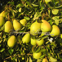 Груша "ЧИЖОВСКАЯ" (КРУПНОМЕР! КРУПНОЕ, МОЩНОЕ ДЕРЕВО, ЦВЕТЁТ В ГОД ПОСАДКИ, ЧАСТО И ПЛОДОНОСИТ В ГОД ПОСАДКИ!) Груша "ЧИЖОВСКАЯ" (КРУПНОМЕР! КРУПНОЕ, МОЩНОЕ ДЕРЕВО, ЦВЕТЁТ В ГОД ПОСАДКИ, ЧАСТО И ПЛОДОНОСИТ В ГОД ПОСАДКИ!)