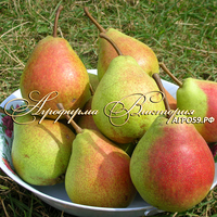 Груша "ПЕРМЯЧКА" (КРУПНОМЕР! КРУПНОЕ, МОЩНОЕ ДЕРЕВО, ЦВЕТЁТ В ГОД ПОСАДКИ, ЧАСТО И ПЛОДОНОСИТ В ГОД ПОСАДКИ!) Груша "ПЕРМЯЧКА" (КРУПНОМЕР! КРУПНОЕ, МОЩНОЕ ДЕРЕВО, ЦВЕТЁТ В ГОД ПОСАДКИ, ЧАСТО И ПЛОДОНОСИТ В ГОД ПОСАДКИ!)