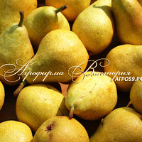 Груша "ЛАДА" (КРУПНОМЕР! КРУПНОЕ, МОЩНОЕ ДЕРЕВО, ЦВЕТЁТ В ГОД ПОСАДКИ, ЧАСТО И ПЛОДОНОСИТ В ГОД ПОСАДКИ!) Груша "ЛАДА" (КРУПНОМЕР! КРУПНОЕ, МОЩНОЕ ДЕРЕВО, ЦВЕТЁТ В ГОД ПОСАДКИ, ЧАСТО И ПЛОДОНОСИТ В ГОД ПОСАДКИ!)